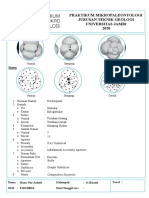 Catapsydrax Dissimilis Kelompok 6 PDF