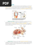 Tipos de Digestión