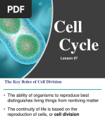 07 - Cell Cycle