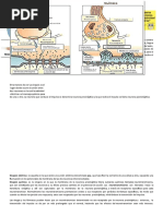 CLEI 4 GUIA 8º T3 Impulso Nervioso, Tipos de Sinapsis Y SNP