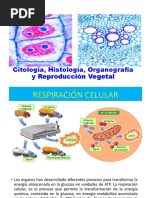 3.4. Respiración Celular