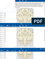 Uworld Neuroanatomy