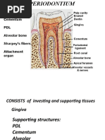 Periodontium 3