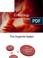 Development of Urogenital System PDF