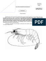 FAO Species Identification Guide For Fishery Purposes (Penaeid) PDF