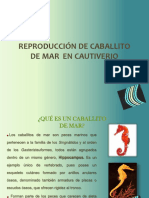 Caballitos de Mar PDF