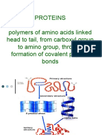 Proteins Polymers of Amino Acids Linked Head To Tail, From Carboxyl Group To Amino Group, Through Formation of Covalent Peptide Bonds