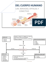 Tejidos Del Cuerpo Humano - Mapas Conceptuales