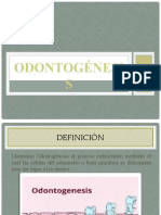 ODONTOGÉNESIS