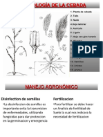 MORFOLOGIA CEBADA 2020 Resumido 2