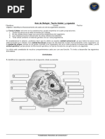 Guía de Biología - Teoría Celular y Organelos Nombre - Curso - Fecha