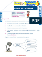 El Sistema Muscular para Tercer Grado de Primaria