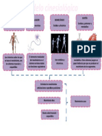 Modelo Cinesiológico
