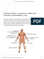 Sistema Muscular y Sus Partes - ¿Cuáles Son - Funciones, Enfermedades y Más