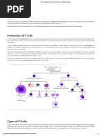 T Cells - Production of T Cells - Types of T Cells - TeachMePhysiology