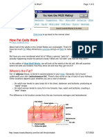 How Fat Cells Work: Where's The Fat?