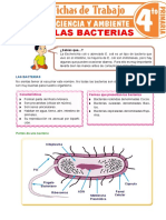 6° Reino Monera