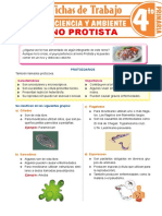 6° Reino Protista