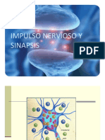 Impulso Nervioso y Sinapsis