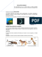 Circulación en Animales