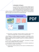 Protozoos Formadores de Esporas Microbiologia