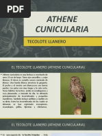 Athene Cunicularia