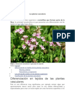 Las Plantas Vasculares