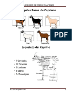 Anatomia Del Caprino y Ovino (Ook)