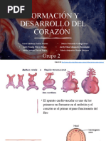 Formación Y Desarrollo Del Corazón: Grupo 2