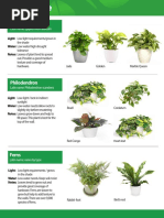 Pothos: Latin Name: Epipremnum Aureum