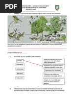 Taller NIVELES DE ORGANIZACIÓN DE LOS ECOSISTEMAS