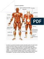 Cuidados Del Sistema Musculo Esqueletico