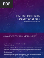 Como Se Cultivan Las Microalgas