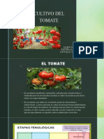 TOMATES