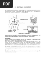 Biologia++el++sistema+++excretor++practica +okey