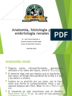 Anatomía Histología y Embriología Renal