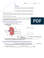 Name - Date - Urinary System and Excretion Webquest