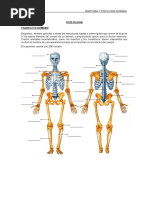 Lección 2 Anatomía