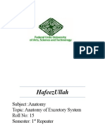 Hafeezullah: Subject:Anatomy Topic: Anatomy of Excretory System Roll No: 15 Semester: 1 Repeater