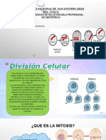 Division Celular