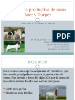 Eficiencia Productiva de Razas Boer y Dorper