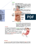 La Nutrición en El Ser Humano