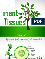 Plant Tissue Roots Stem