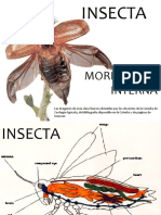 INSECTA 4. Sistemas. Circulatorio - Digestivo - Reproductor