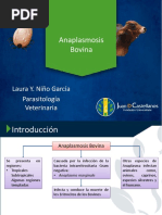 Anaplasmosis Bovina