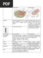 Cuadro Comparativo de Celulas Eucariotas y Procariotas