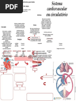 Mapa Mental Sistema Cardiovascular Ou Circulatório