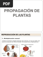 Propagació Plantes