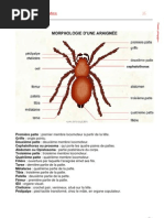 Morphologie Infovisual-P26-29