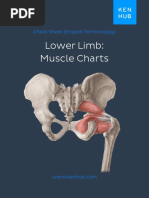 Lower Limb: Muscle Charts: Cheat Sheet (English Terminology)